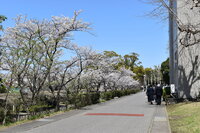 満開の桜.JPG